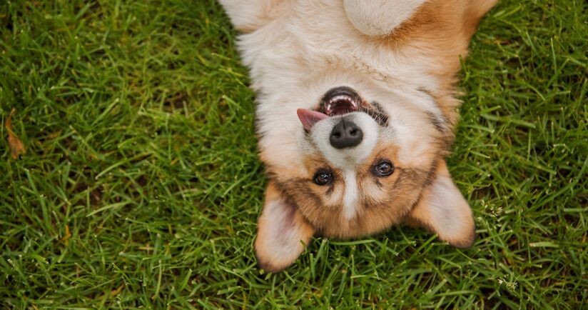 odrobaczanie psa, tabletki na odrobaczanie, odrobaczanie profilaktyczne