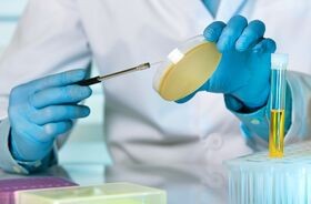 bakterie w moczu, posiew próbki moczu w laboratorium