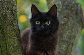 kot na drzewie, kot wychodzący, FIV u kota
