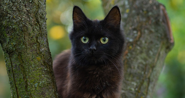 kot na drzewie, kot wychodzący, FIV u kota