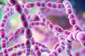 Paciorkowiec (Streptococcus) – czym się charakteryzują zakażenia paciorkowcowe? Jak można się zarazić paciorkowcem?