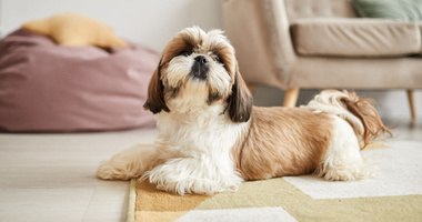 shih tzu leżące na dywanie, jaką funkcję pełnią gruczoły okołoodbytowe u psa