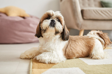 shih tzu leżące na dywanie, jaką funkcję pełnią gruczoły okołoodbytowe u psa