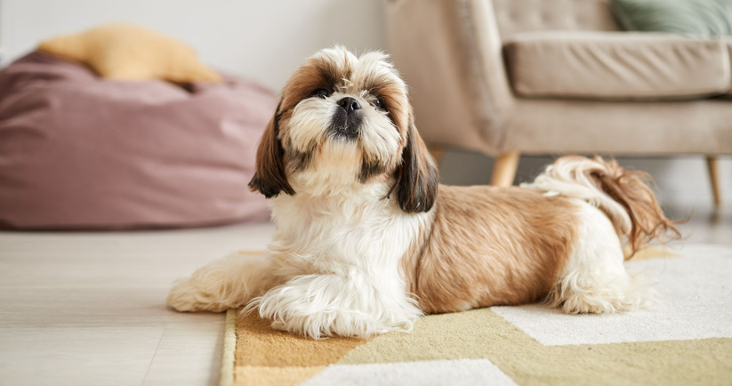 shih tzu leżące na dywanie, jaką funkcję pełnią gruczoły okołoodbytowe u psa