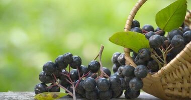 aronia, właściwości aronii, przepisy z aronią, jakie wartości odżywcze ma aronia