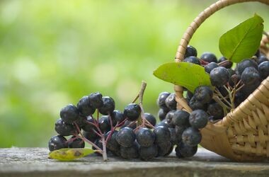 aronia, właściwości aronii, przepisy z aronią, jakie wartości odżywcze ma aronia