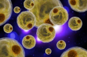 Adipocyty (komórki tkanki tłuszczowej) – czym są i jak działają? Jaki jest ich związek z tyciem?