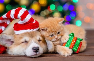 prezent dla pupila, prezent dla psa, prezent dla kota, dla psa i kota pod choinkę, pies i kot od choinką