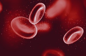 Krwinki czerwone krążące w ludzkim organizmie