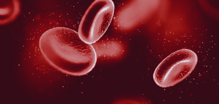 Krwinki czerwone krążące w ludzkim organizmie