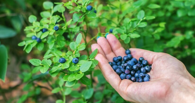 jagody leśne, bąblowica, zakażenie tasiemcem bąblowym, tasiemiec na jagodach