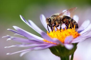 Pszczoła miodna w trakcie zapylania