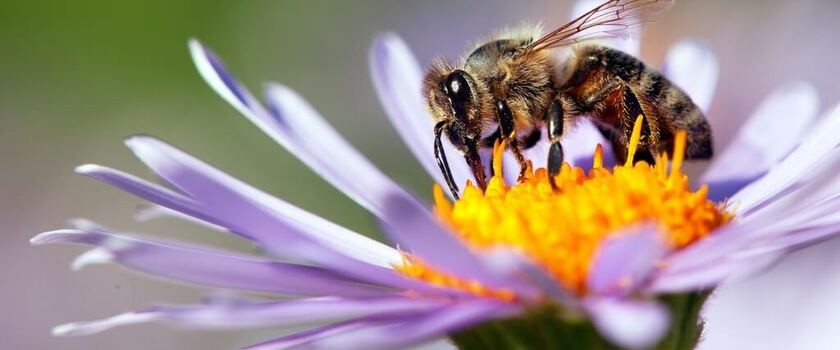 Pszczoła miodna w trakcie zapylania