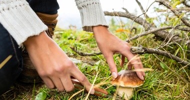 Przegląd grzybów: jak zbierać je bezpiecznie?
