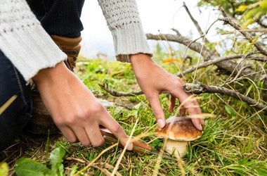 Przegląd grzybów: jak zbierać je bezpiecznie?