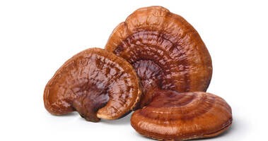 Grzyby reishi.