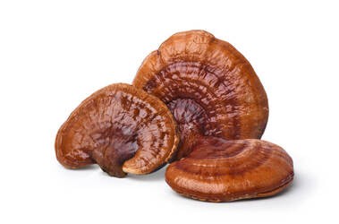 Grzyby reishi.