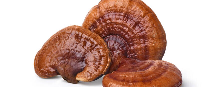 Grzyby reishi.