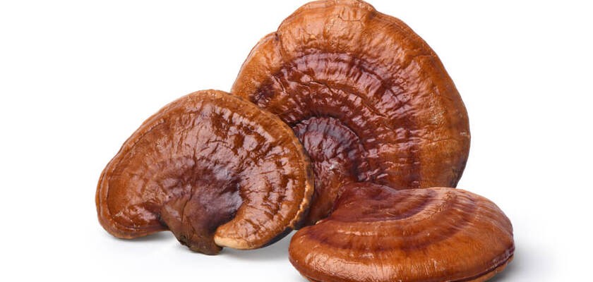 Grzyby reishi.