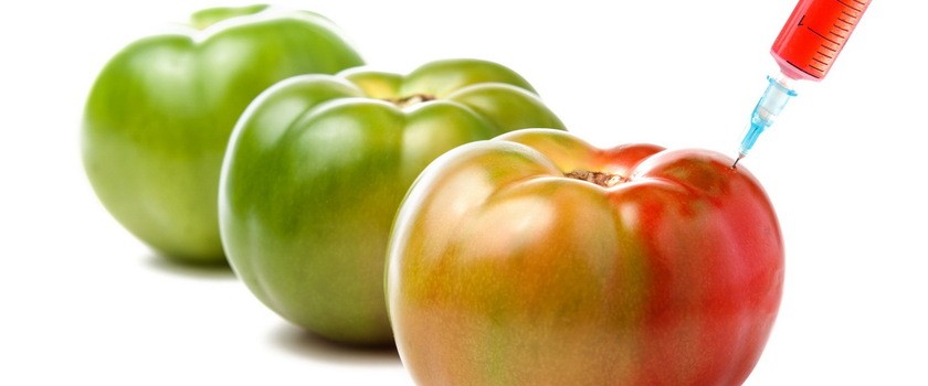 GMO – czy jest się czego obawiać?