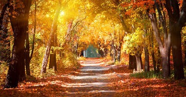 Parkowa aleja jesienią - symbol zaburzenia afektywnego sezonowego (SAD)