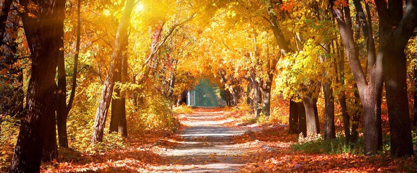 Parkowa aleja jesienią - symbol zaburzenia afektywnego sezonowego (SAD)