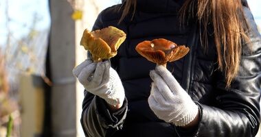 rozpoznawanie trujących grzybów, zatrucie grzybami