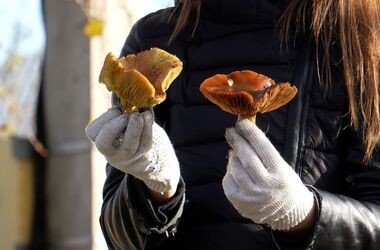 rozpoznawanie trujących grzybów, zatrucie grzybami