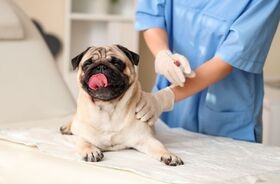 szczepienia psa, kalendarz szczepień psa, kiedy szczepić psa, szczepionki dla psów