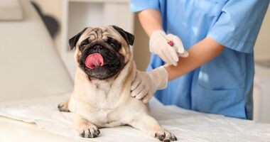 szczepienia psa, kalendarz szczepień psa, kiedy szczepić psa, szczepionki dla psów