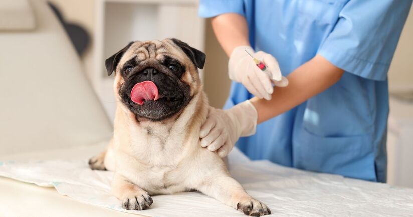 szczepienia psa, kalendarz szczepień psa, kiedy szczepić psa, szczepionki dla psów