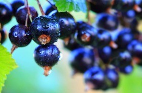 owoce czarnej porzeczki