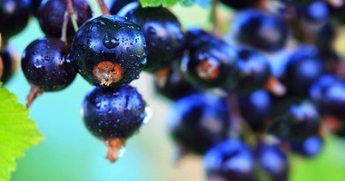 owoce czarnej porzeczki