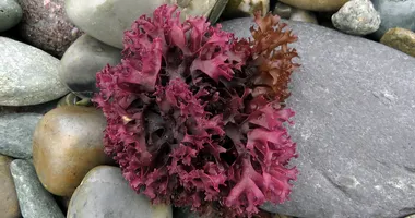 Zdjęcie przedstawia glony, a dokładnie mech morski (chrząstnicę kędzierzawą)