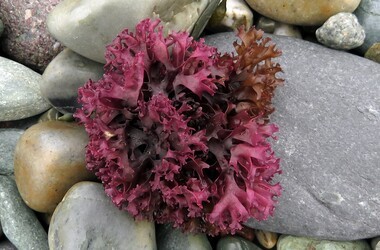 Zdjęcie przedstawia glony, a dokładnie mech morski (chrząstnicę kędzierzawą)