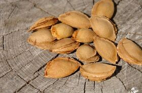 Pestki moreli, w których naturalnie występuje amigdalina, czyli tzw. witamina B17.