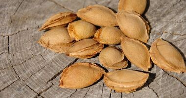 Pestki moreli, w których naturalnie występuje amigdalina, czyli tzw. witamina B17.