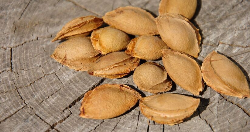 Pestki moreli, w których naturalnie występuje amigdalina, czyli tzw. witamina B17.