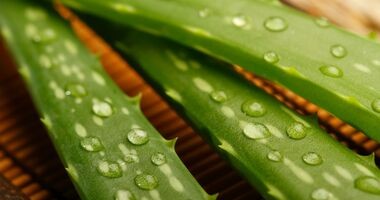 Aloes i Kleopatra