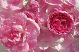 Rosa damascena water
