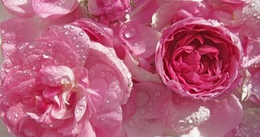 Rosa damascena water