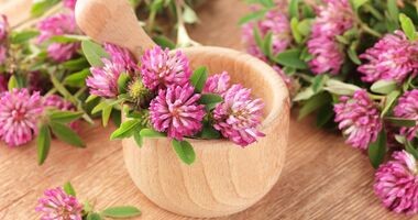 koniczyna czerwona na menopauzę, zioła na menopauzę, jakie zioła przy menopauzie, len na menopauzę, maca na menopauzę, chmiel na menopauzę