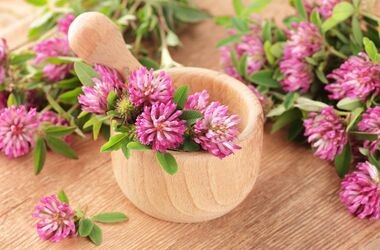 koniczyna czerwona na menopauzę, zioła na menopauzę, jakie zioła przy menopauzie, len na menopauzę, maca na menopauzę, chmiel na menopauzę