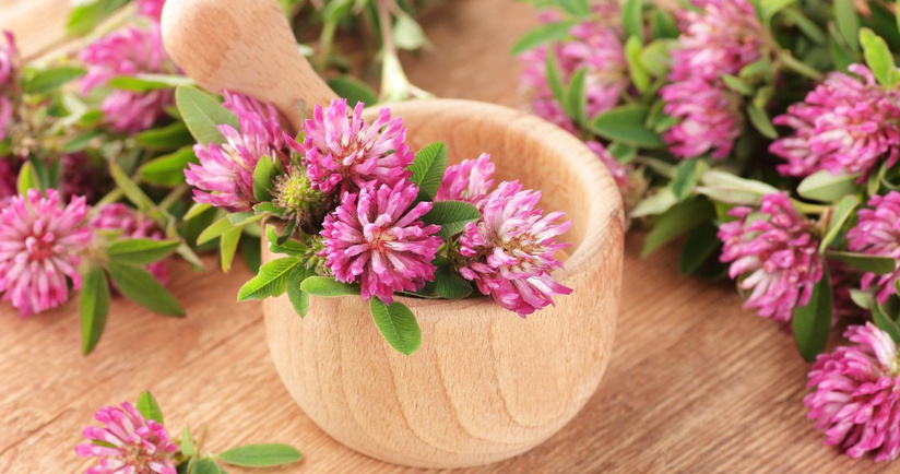koniczyna czerwona na menopauzę, zioła na menopauzę, jakie zioła przy menopauzie, len na menopauzę, maca na menopauzę, chmiel na menopauzę