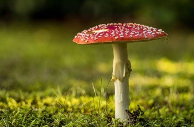 Zatrucie grzybami – objawy i pierwsza pomoc