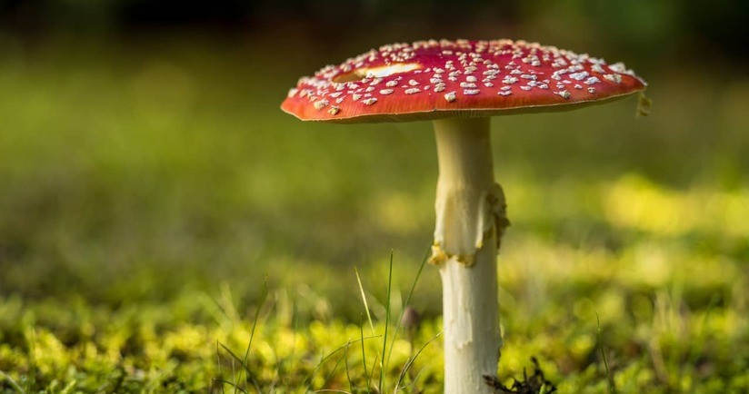 Zatrucie grzybami – objawy i pierwsza pomoc