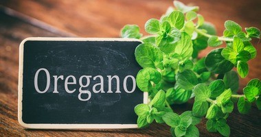 Oregano – wartości odżywcze, właściwości i zastosowanie lebiodki pospolitej