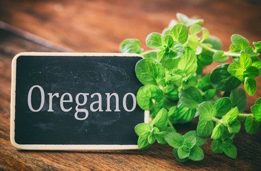 Oregano – wartości odżywcze, właściwości i zastosowanie lebiodki pospolitej