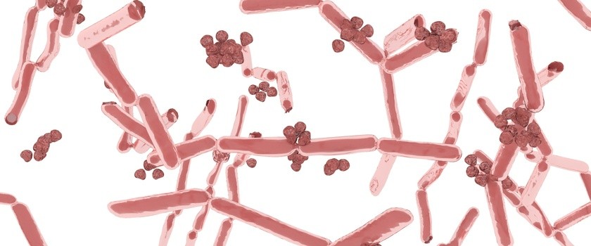 6 zaskakujących faktów o dobrych bakteriach