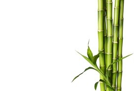Pęd bambusa